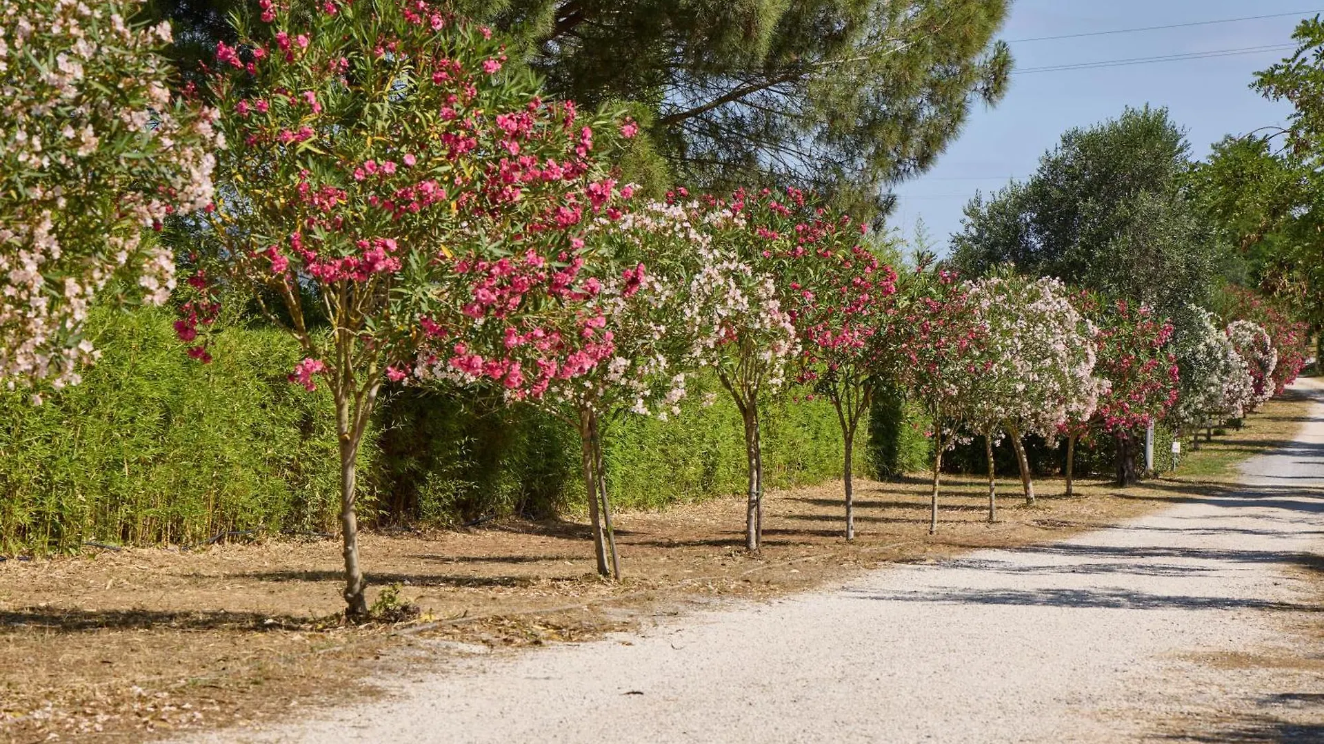 Holiday park Costa D'Argento - Camping Village Club Capalbio Italy